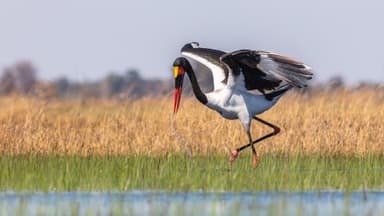 Botswana Wildlife Safari — 5 Days