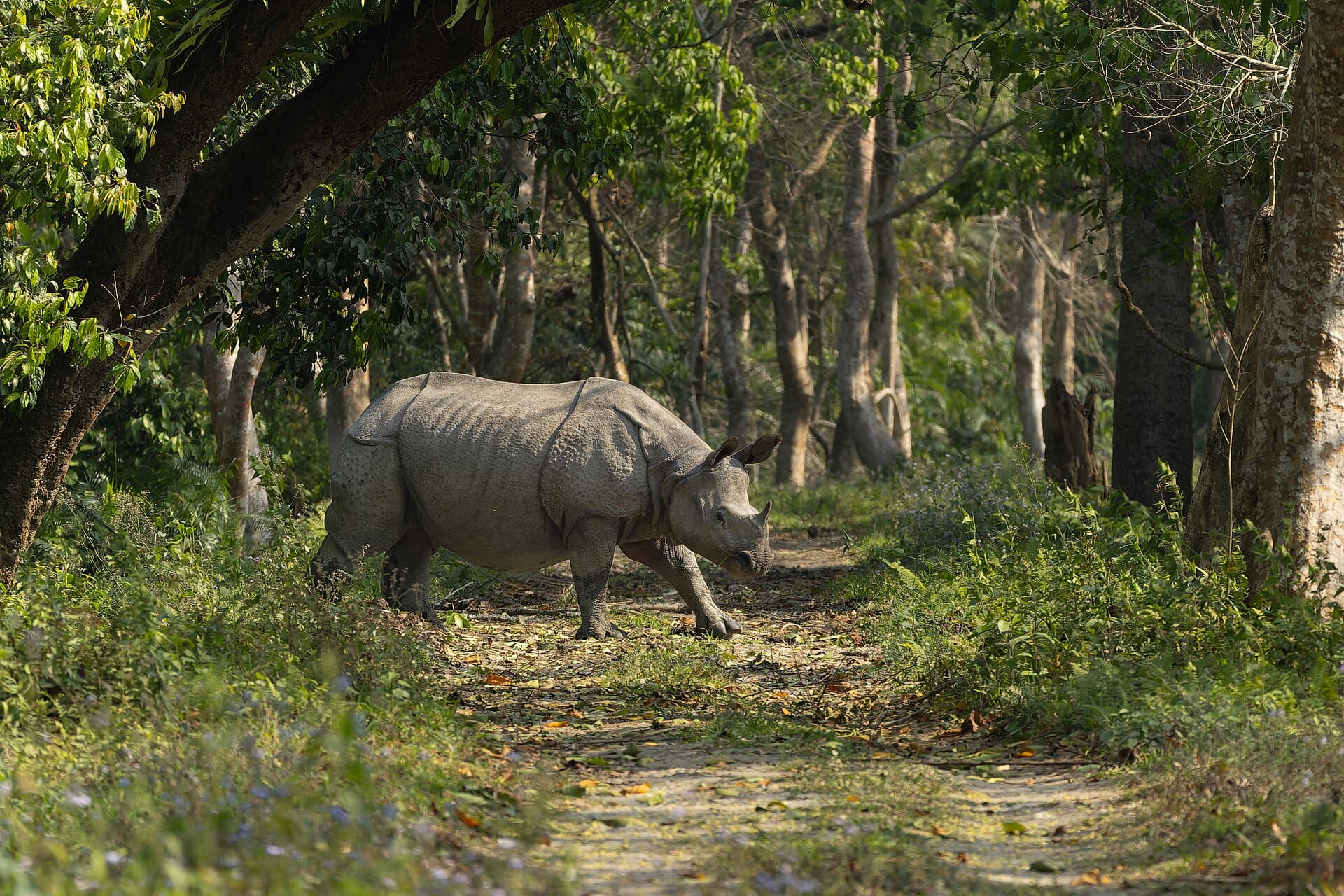 Kaziranga — representative scenery