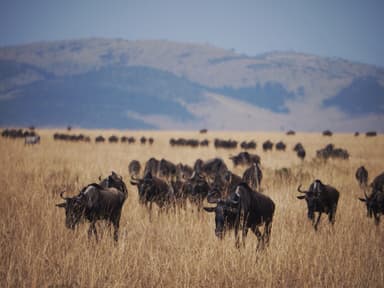 Kenya Wildlife Safari — 10 Days