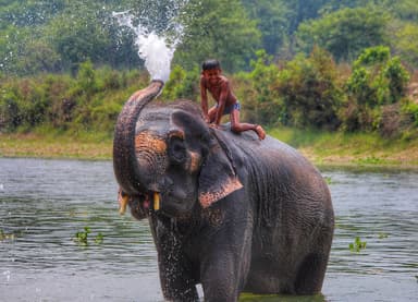 Chitwan Wildlife Safari — 4 Days