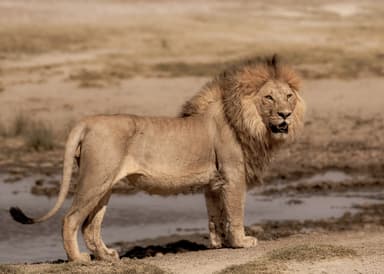 Serengeti Wildlife Safari — 12 Days