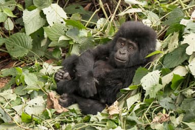 Uganda Wildlife Safari — 12 Days