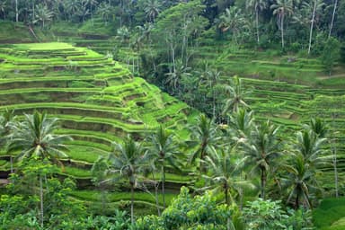 Ubud Group Trip — 11D/10N