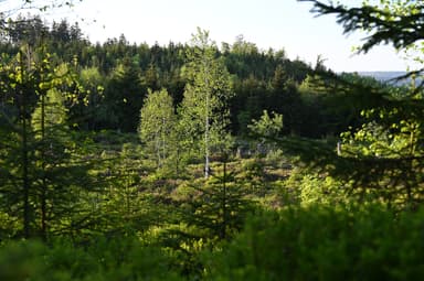 Black Forest Group Trip — 11D/10N