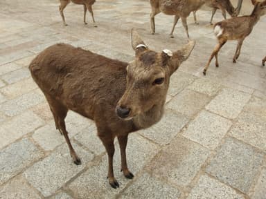 Nara Group Trip — 10D/9N