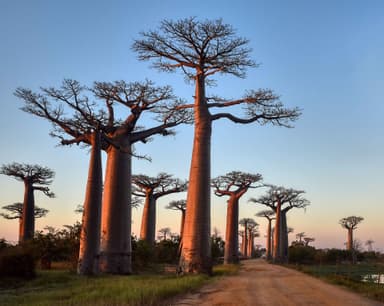 Madagascar Group Trip — 8D/7N