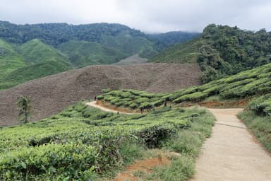 Cameron Highlands Group Trip — 6D/5N