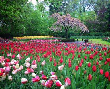 Keukenhof Group Trip — 6D/5N